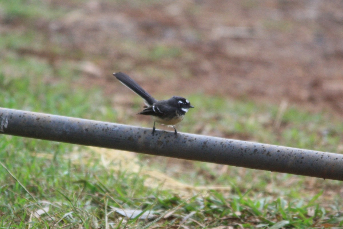 Gray Fantail - Michael  Willis