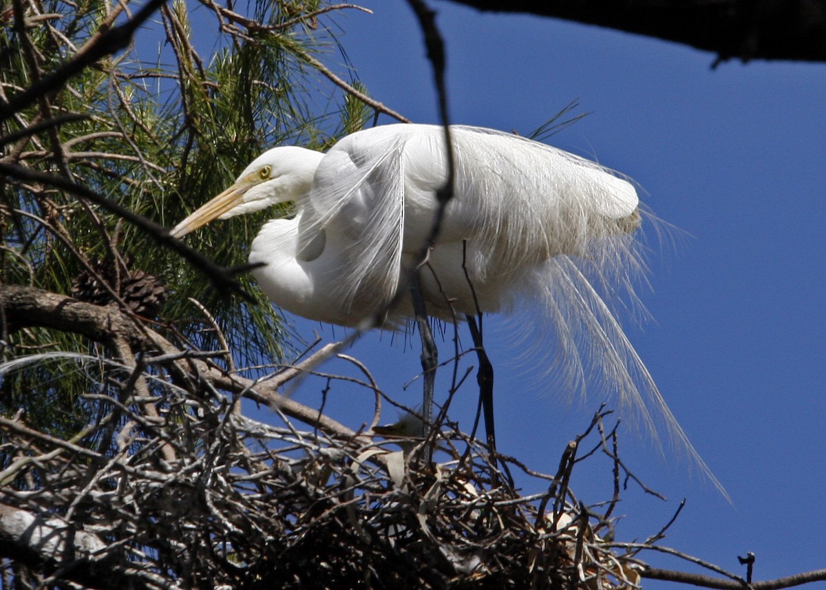 Great Egret - William Clark