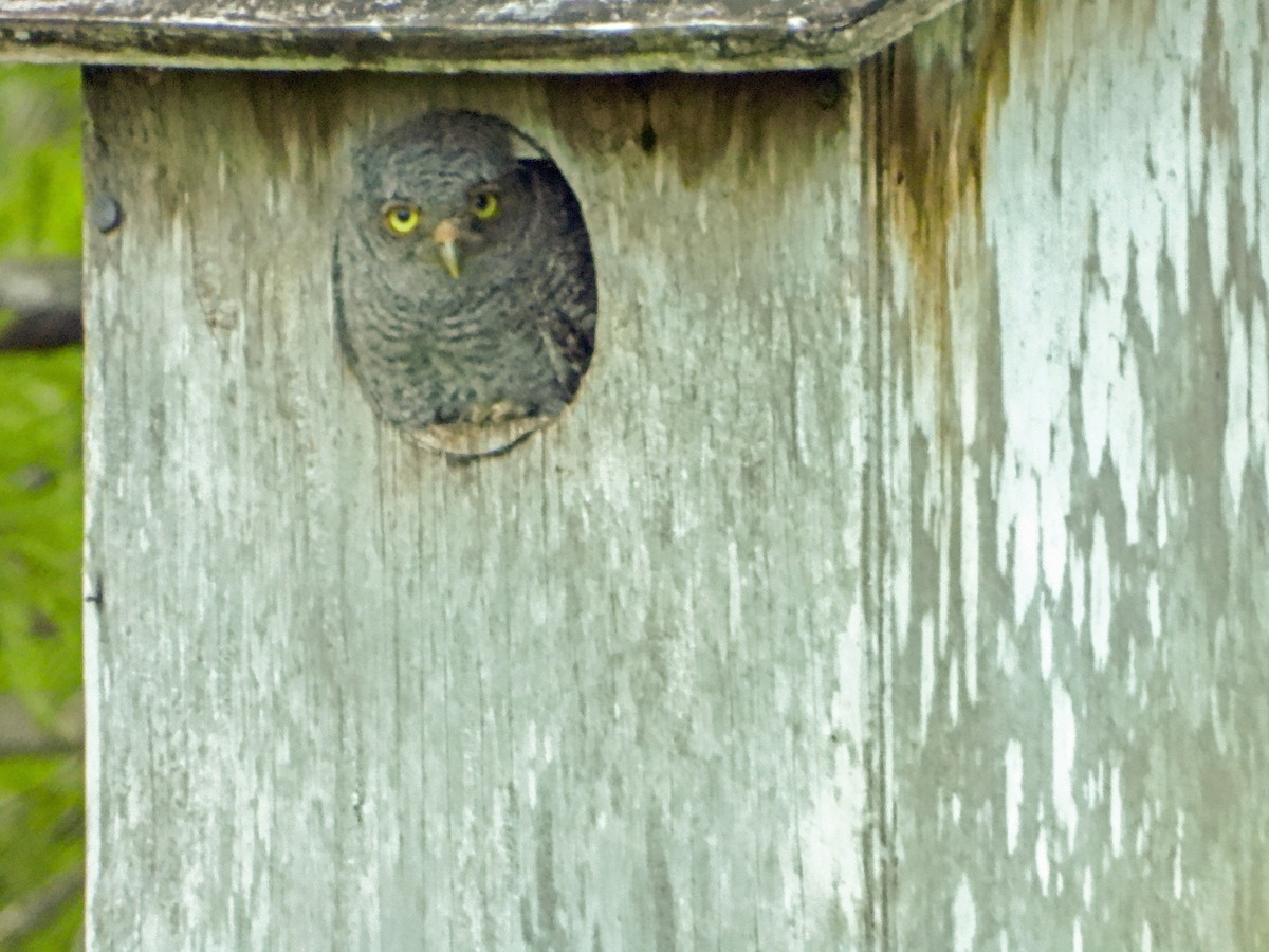 Eastern Screech-Owl - Mark Penkower