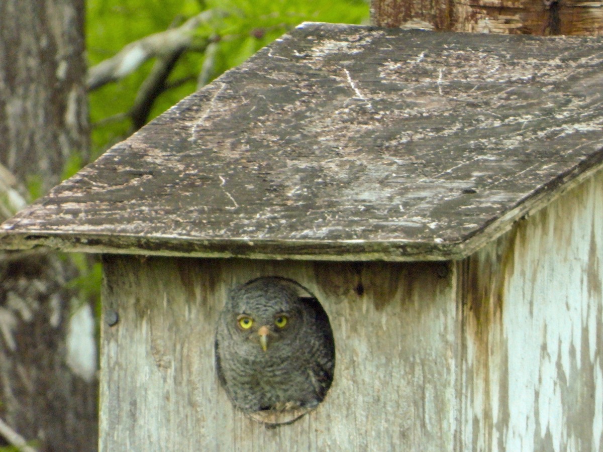Eastern Screech-Owl - Mark Penkower