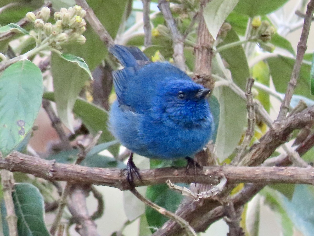 Tit-like Dacnis - Greg Vassilopoulos