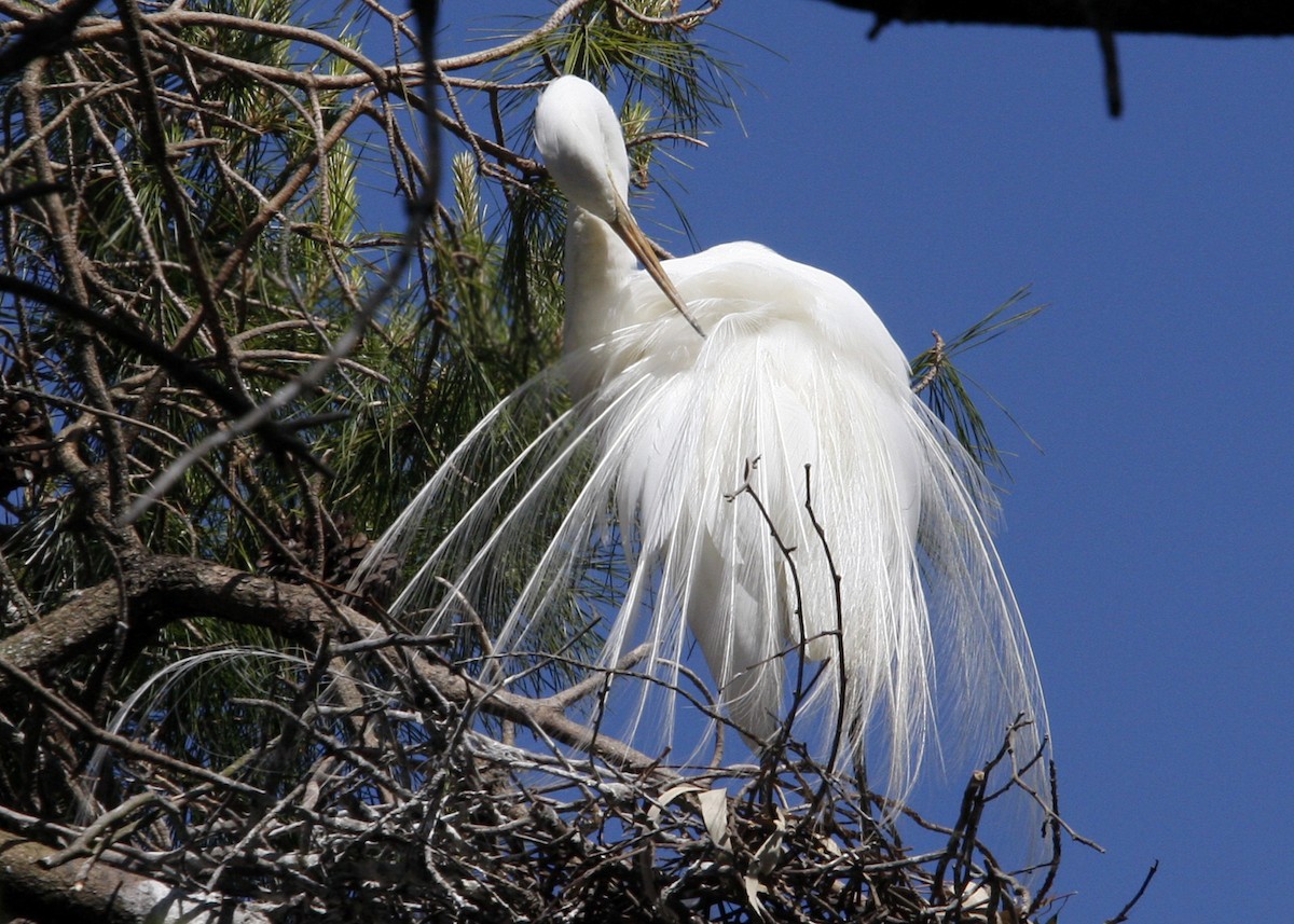 Great Egret - William Clark