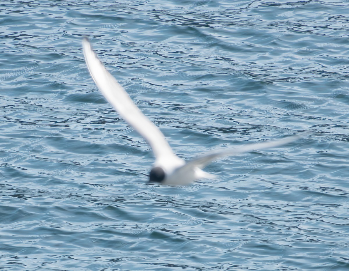 Mouette de Bonaparte - ML619112636