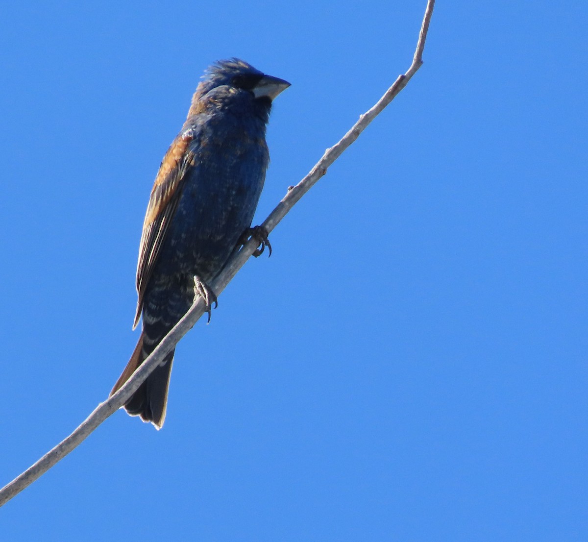 Blue Grosbeak - ML619112639