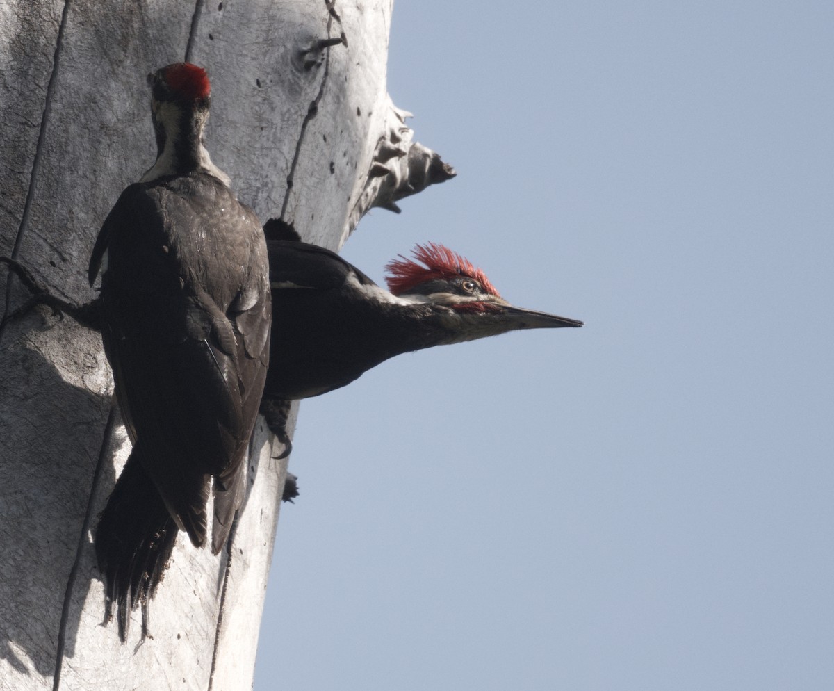 Pileated Woodpecker - Richard Niemeyer