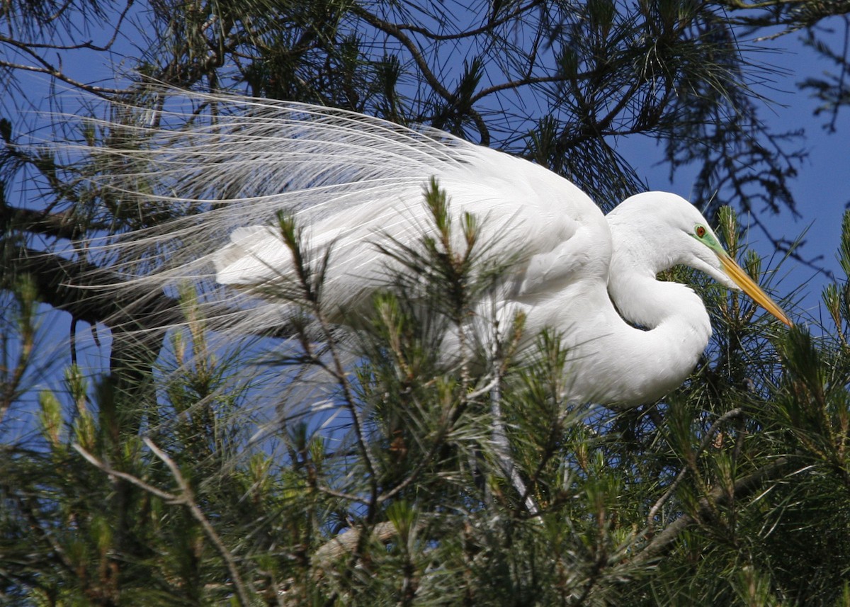 Great Egret - William Clark