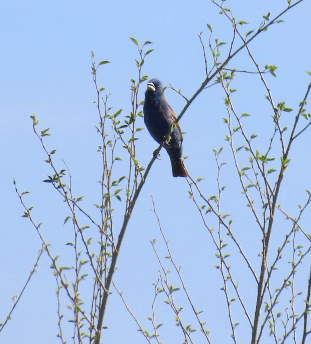 Blue Grosbeak - Deanna Nichols