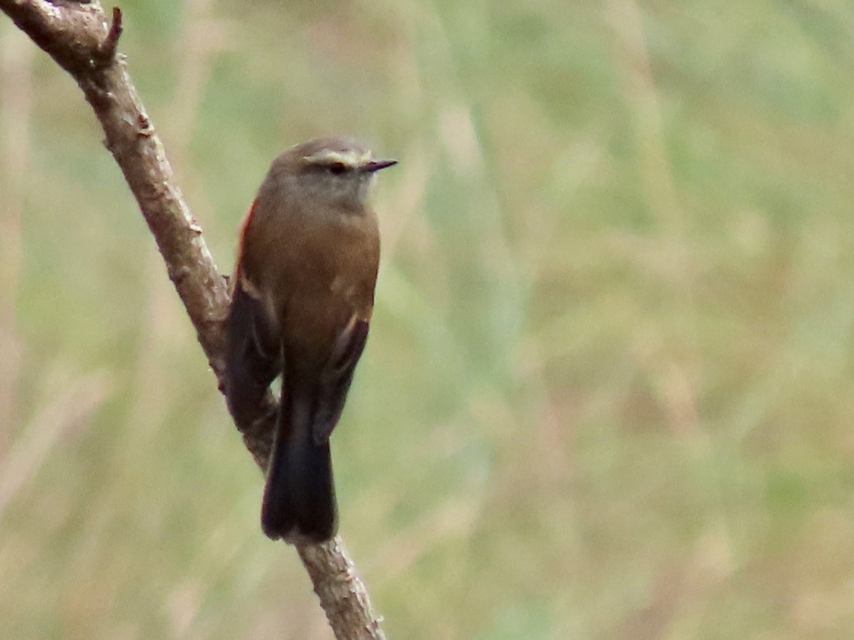 Brown-backed Chat-Tyrant - Greg Vassilopoulos