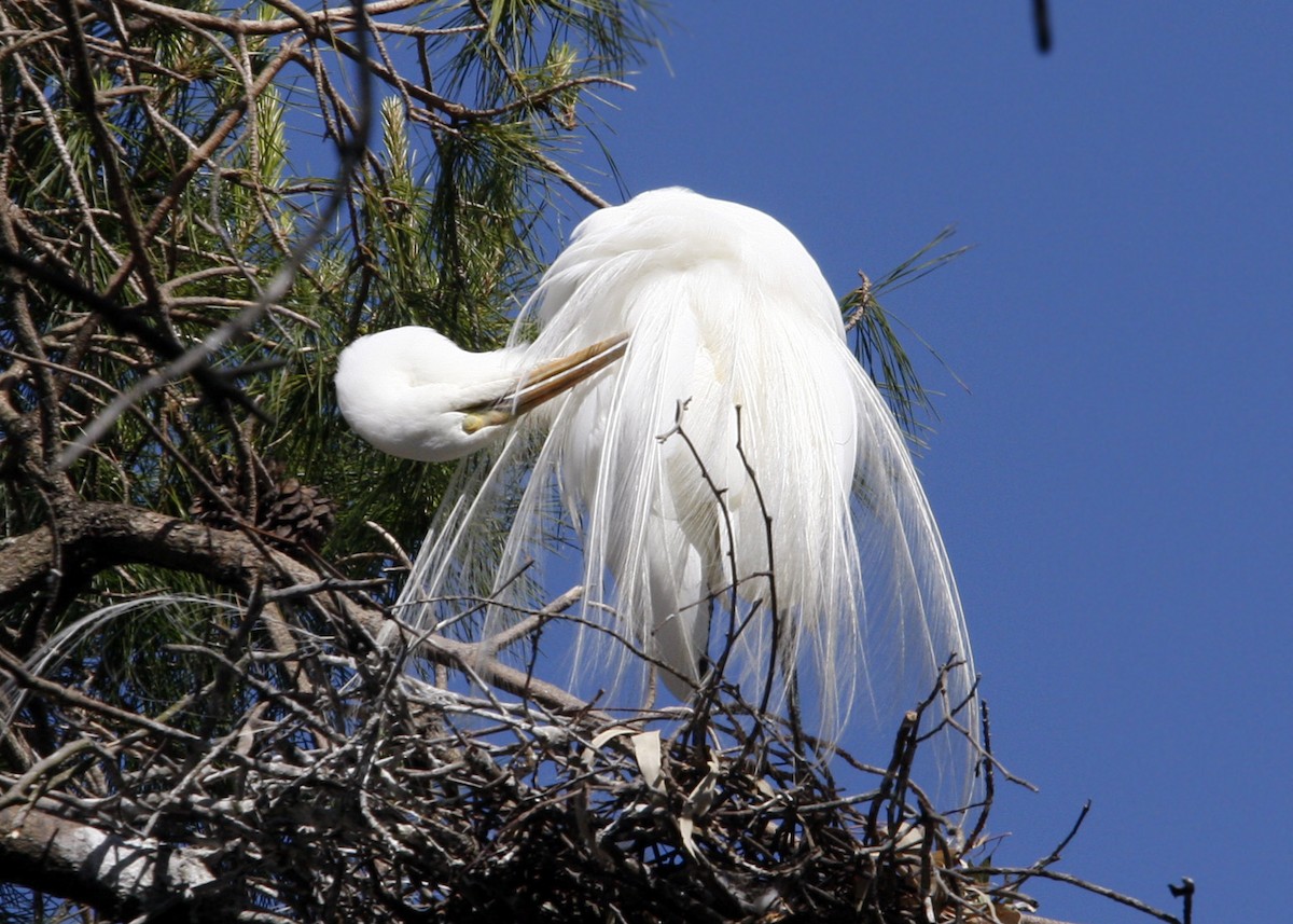 Great Egret - William Clark