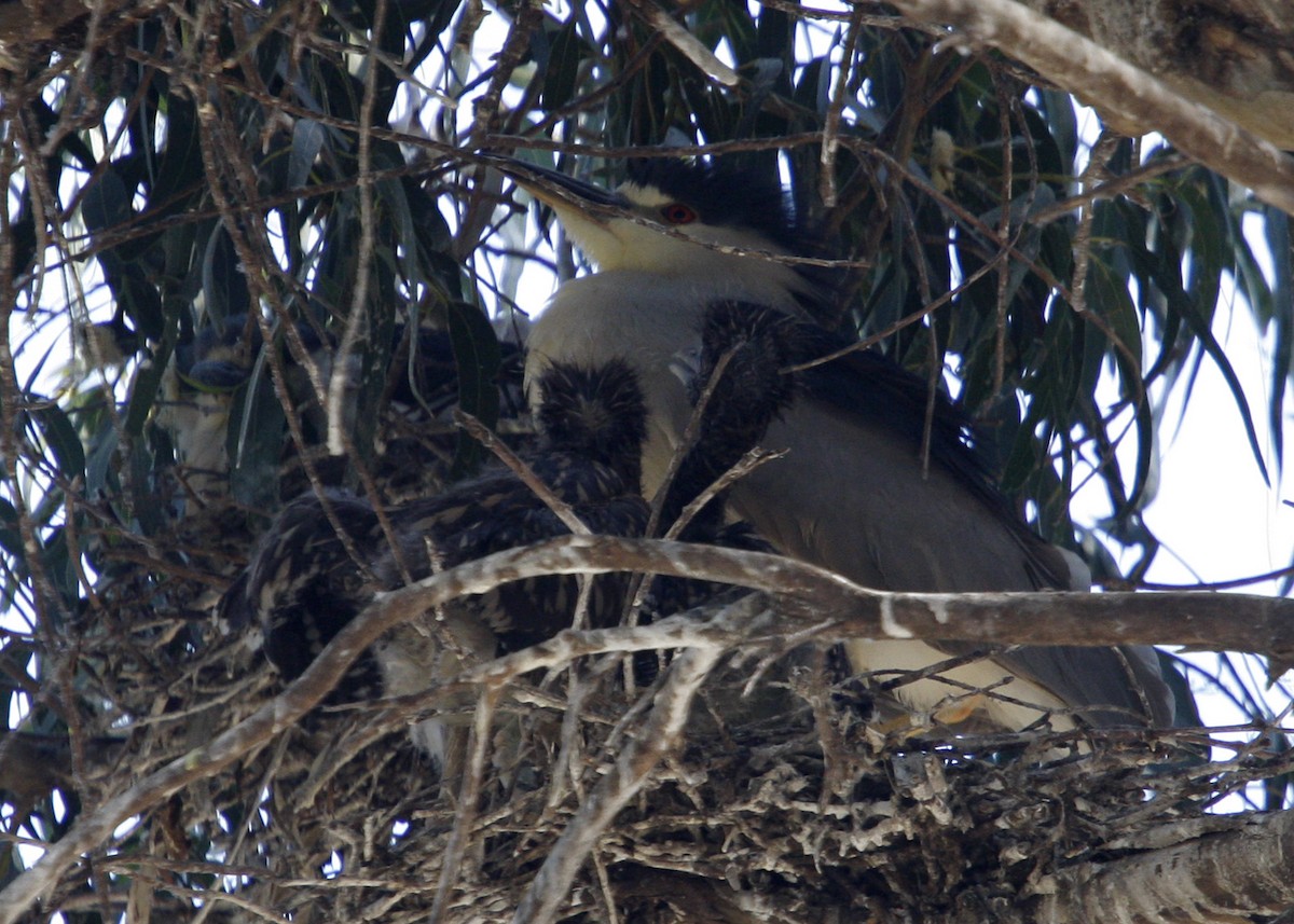 Black-crowned Night Heron - William Clark