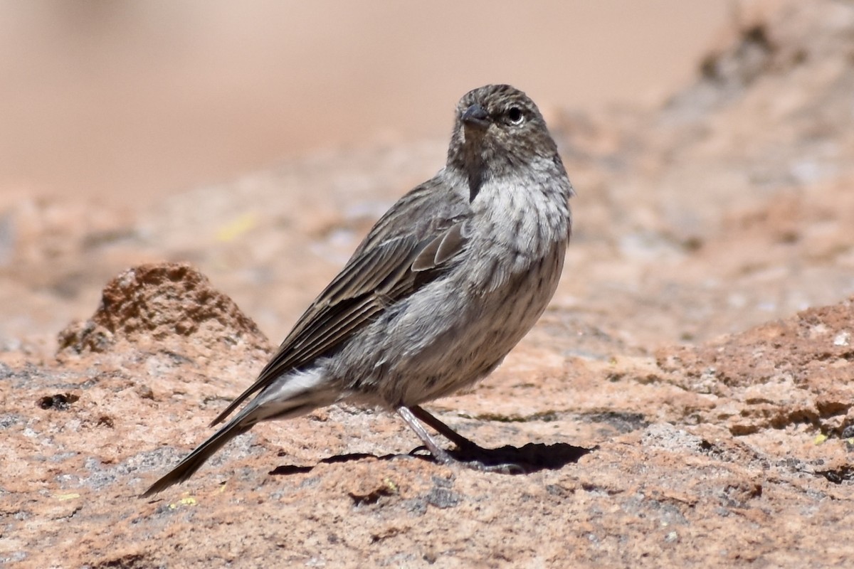 Plumbeous Sierra Finch - Eduardo Sanhueza Mendez