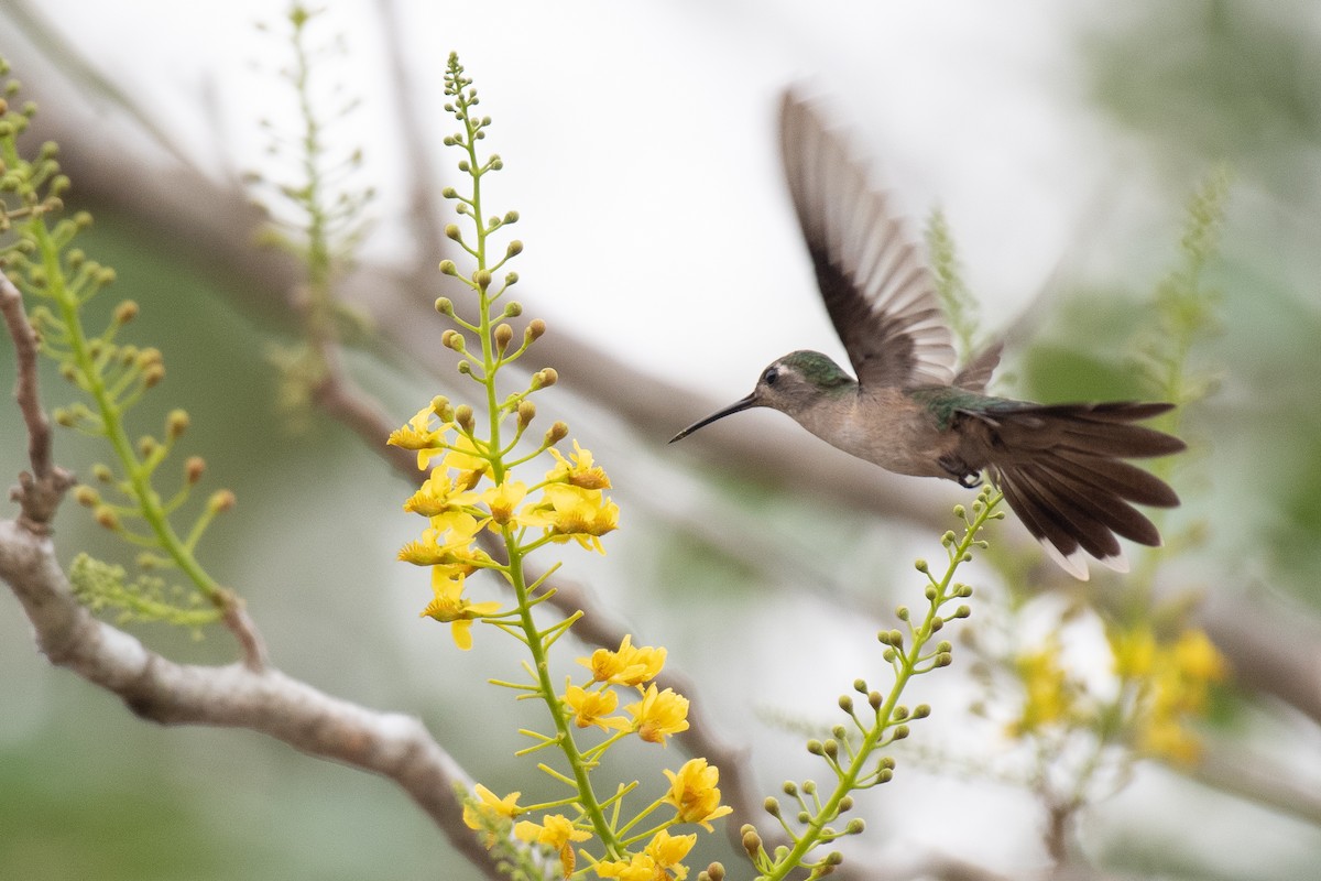 Wedge-tailed Sabrewing (Wedge-tailed) - Niels Geelen