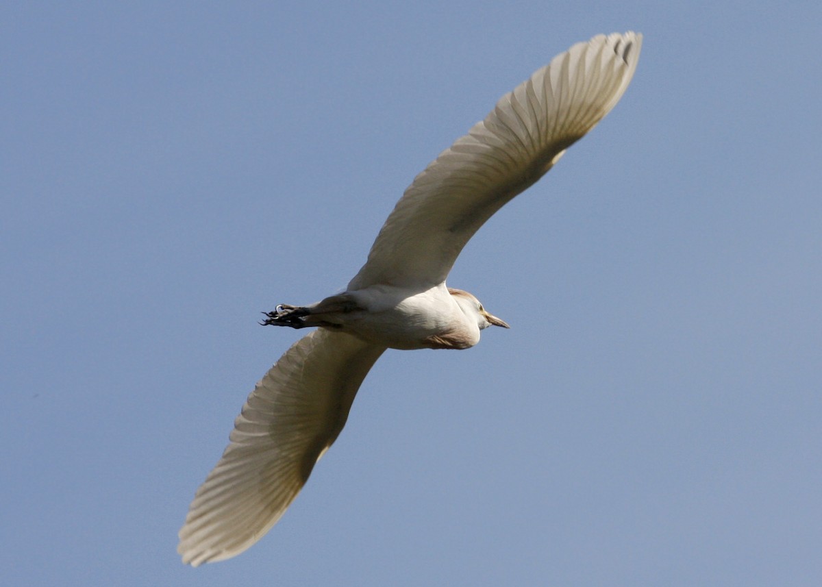 Western Cattle Egret - William Clark