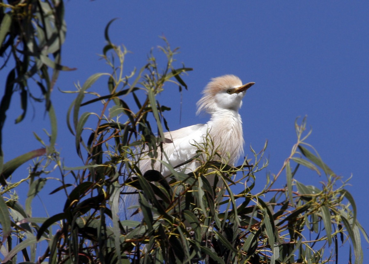 Western Cattle Egret - ML619112679