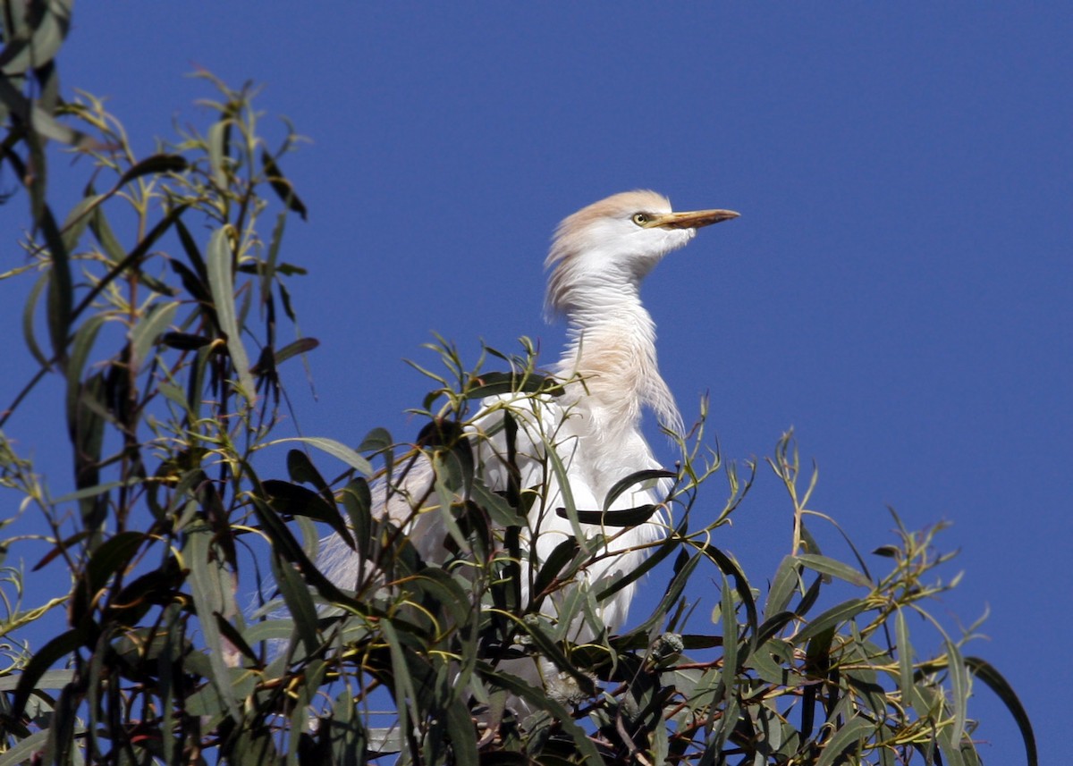 Western Cattle Egret - ML619112682