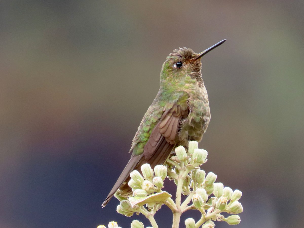 Tyrian Metaltail - Greg Vassilopoulos