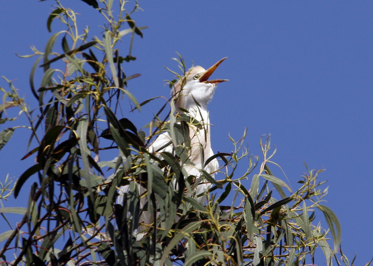 Western Cattle Egret - William Clark