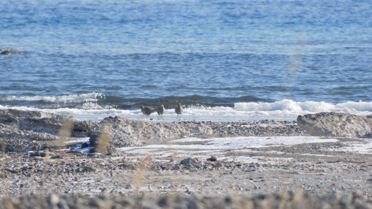 Pallas's Sandgrouse - ML619112686