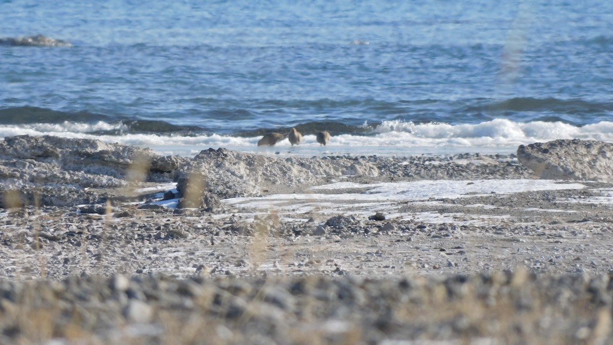 Pallas's Sandgrouse - ML619112688