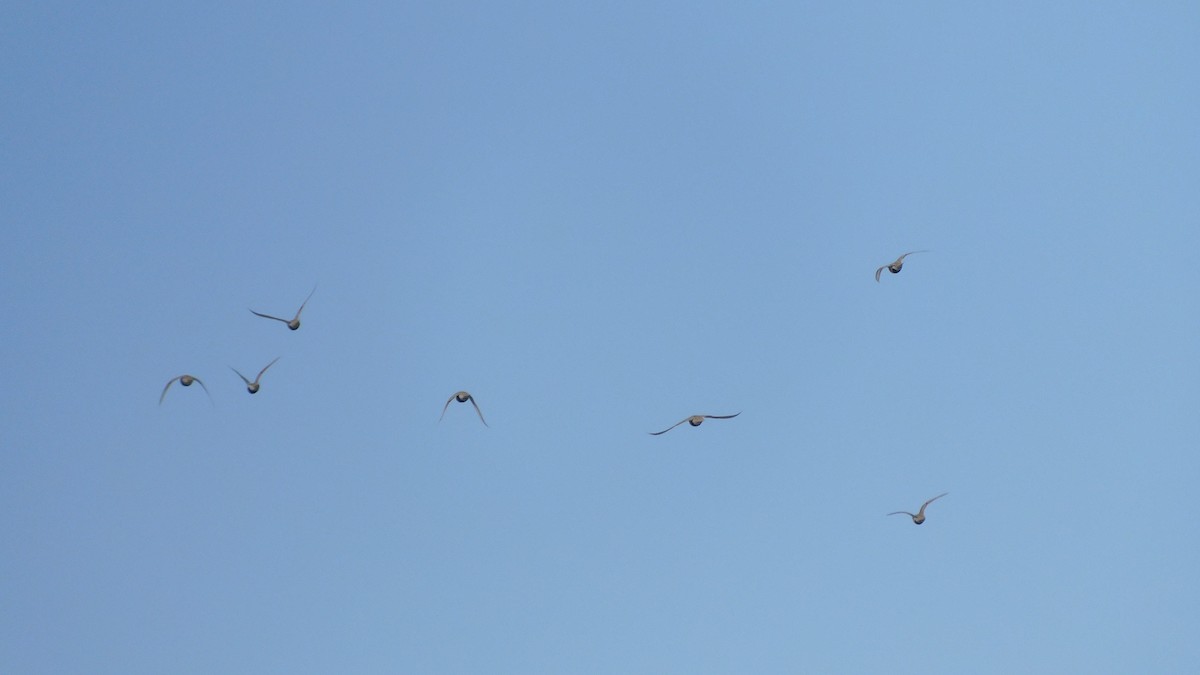 Pallas's Sandgrouse - ML619112689