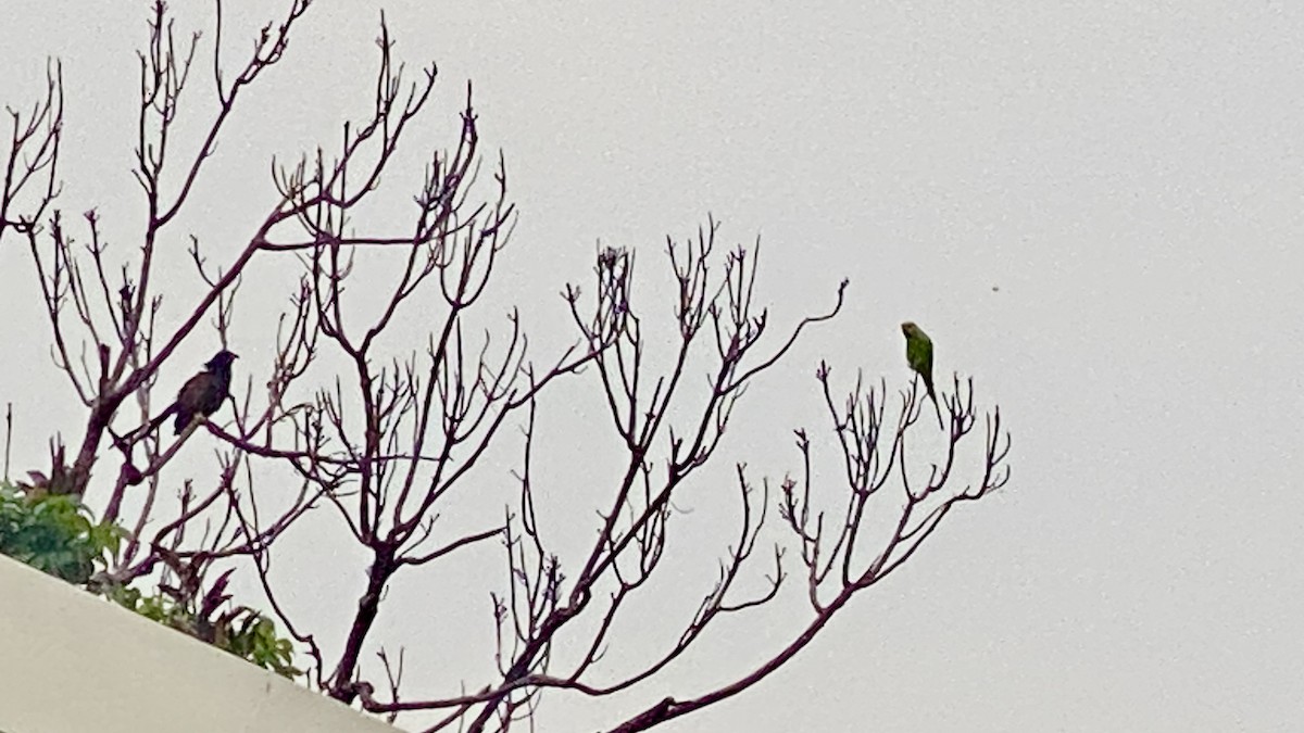 オオバンケン（parroti） - ML619112701