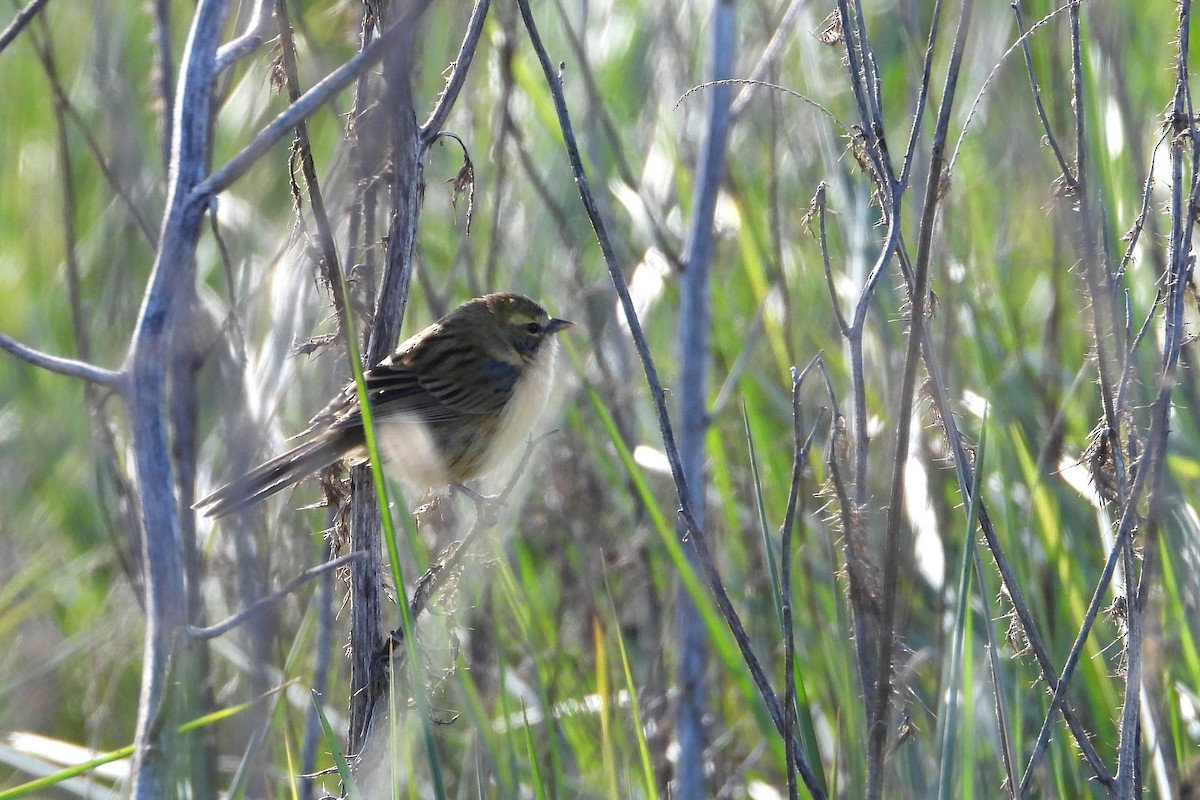 Long-tailed Reed Finch - ML619112711