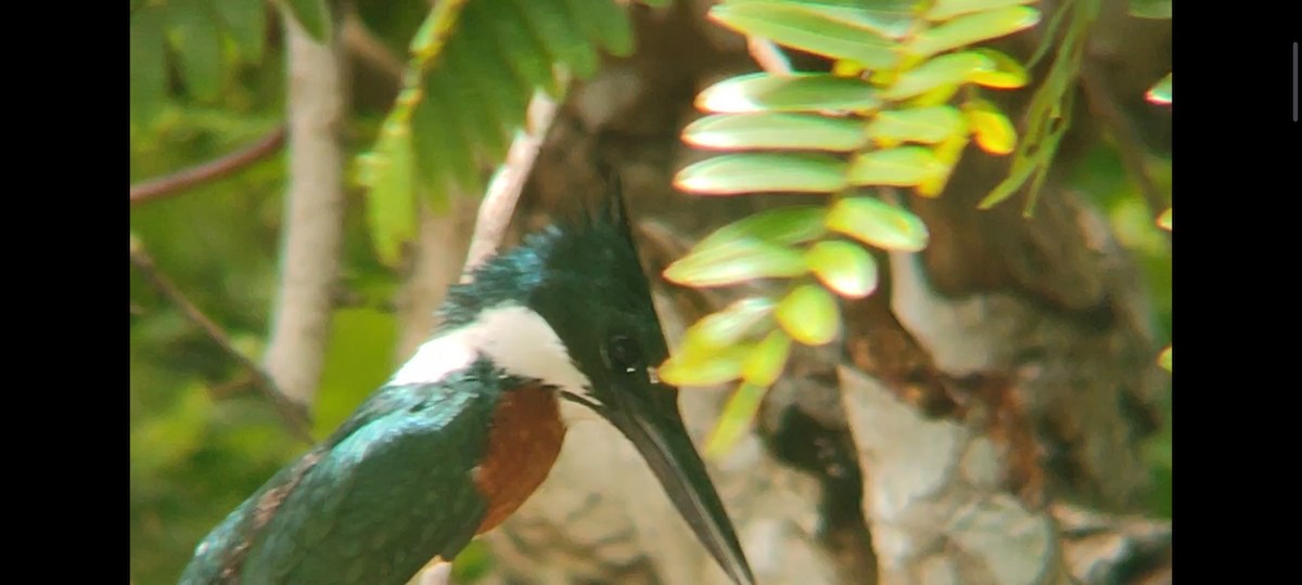 Amazon Kingfisher - Pablo César Calderón Aguirre