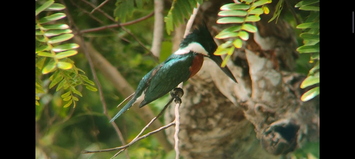 Martín Pescador Amazónico - ML619112719