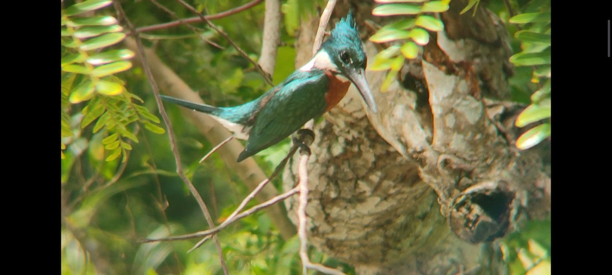 Amazon Kingfisher - Pablo César Calderón Aguirre