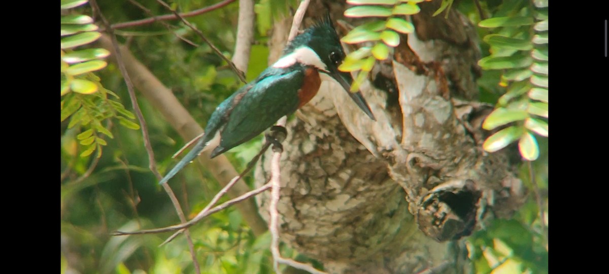 Amazon Kingfisher - Pablo César Calderón Aguirre