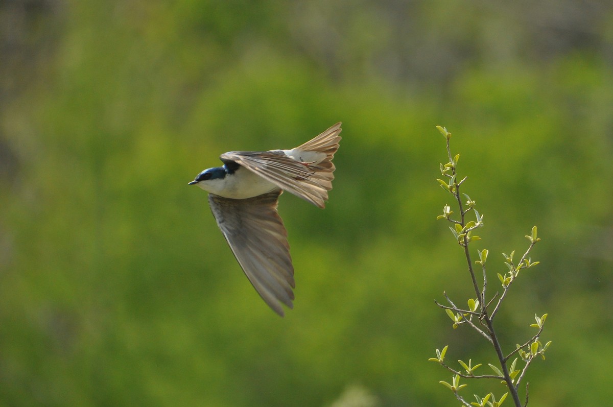 Tree Swallow - Sam Collins