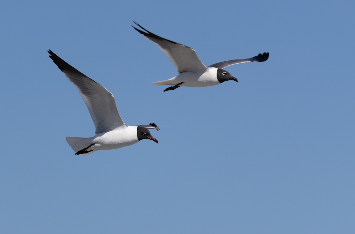 Laughing Gull - Daniel Griffith