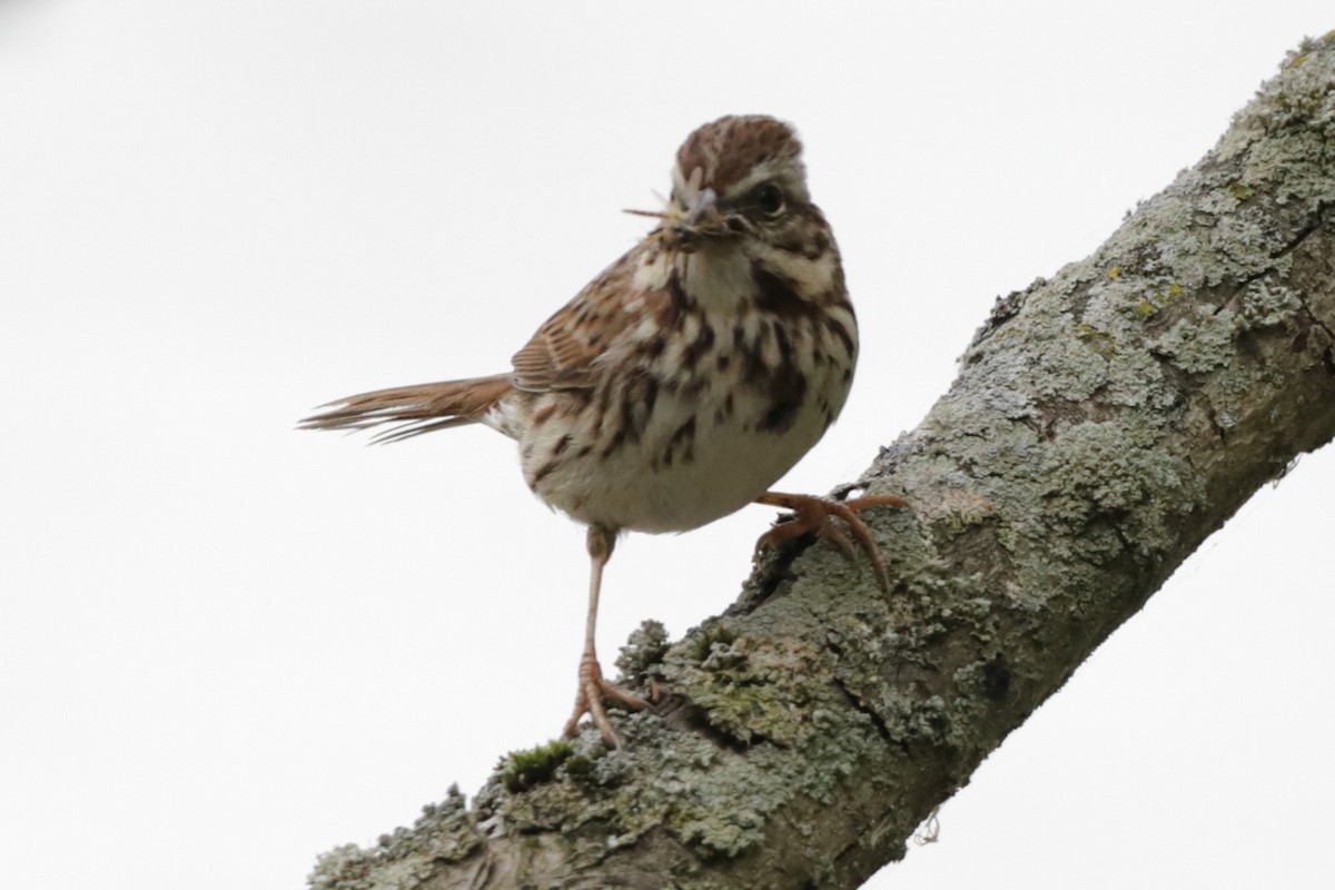 Song Sparrow - Steve McNamara