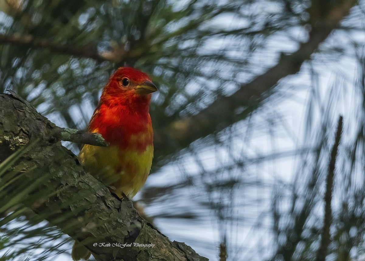 Summer Tanager - ML619112811