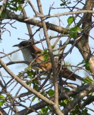 Black-billed Cuckoo - Terry Ansel