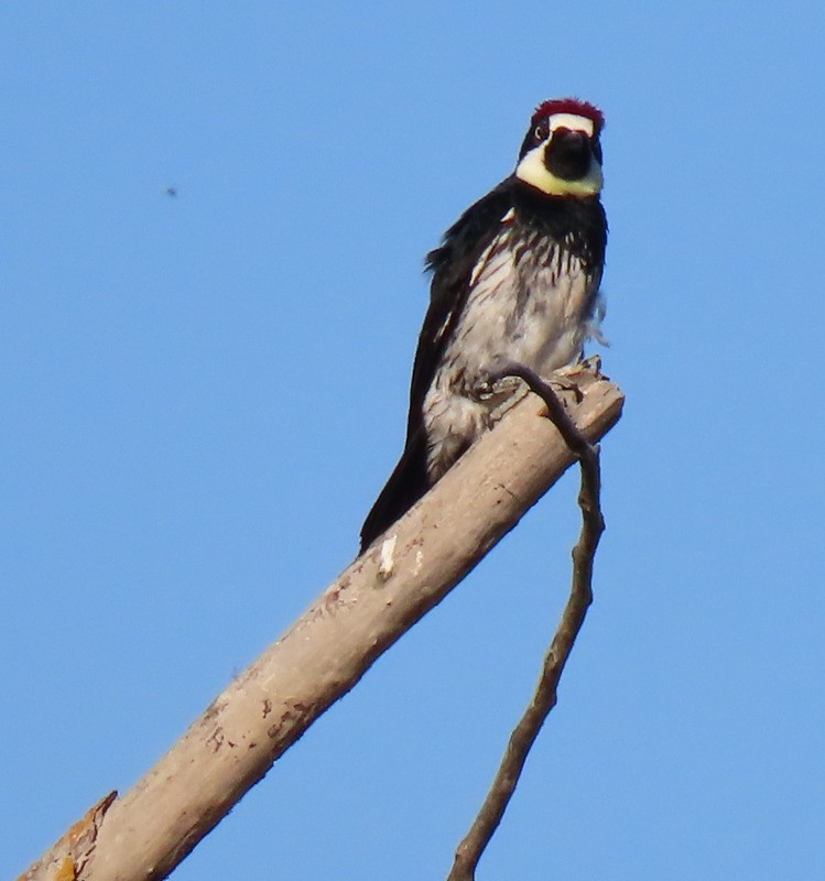 Acorn Woodpecker - suga moriwaki