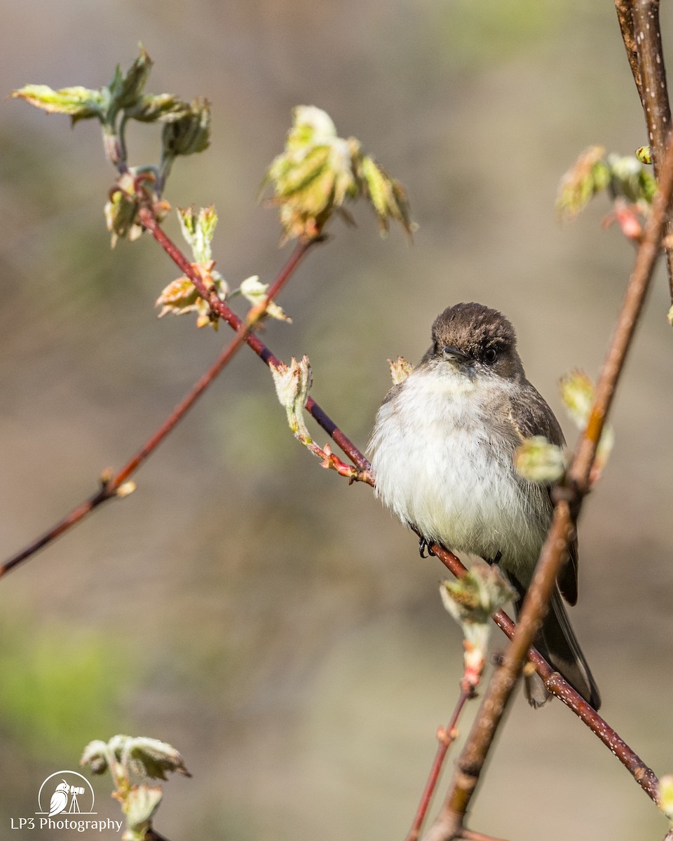 Eastern Phoebe - Laurie Pocher