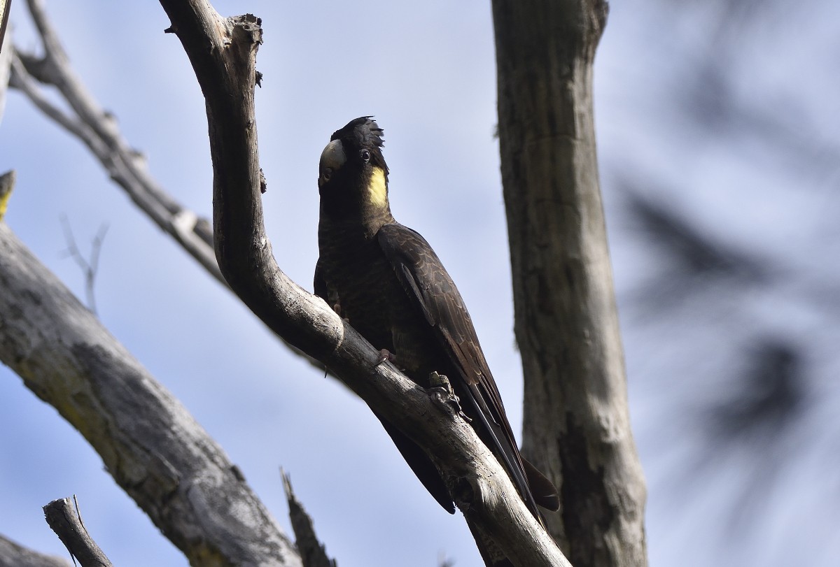 Yellow-tailed Black-Cockatoo - Anthony Katon