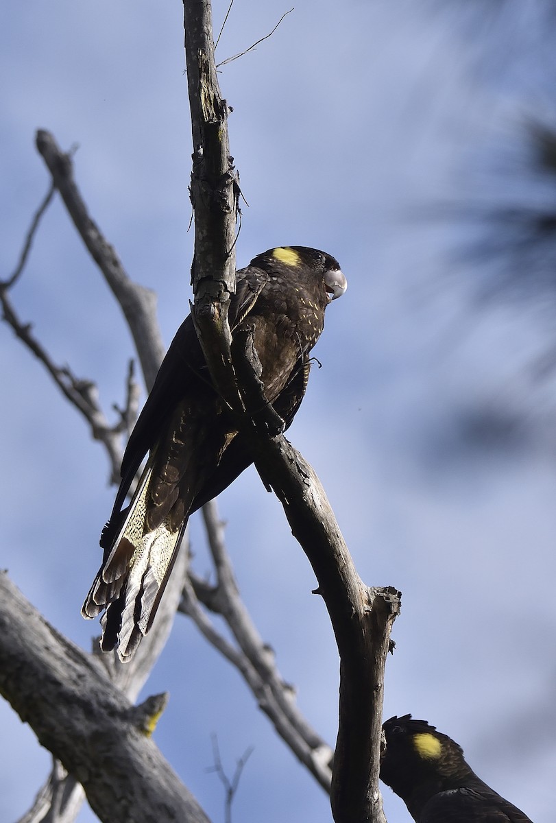 Yellow-tailed Black-Cockatoo - Anthony Katon