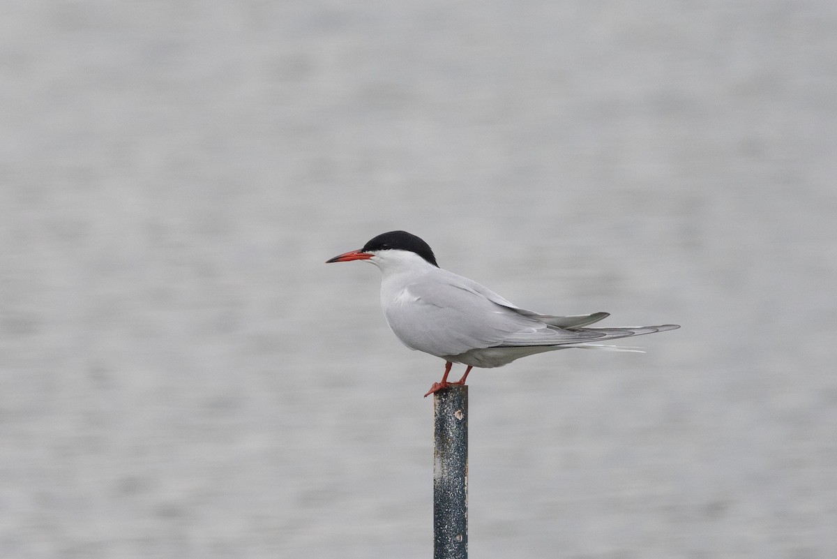 アジサシ（hirundo/tibetana） - ML619112843