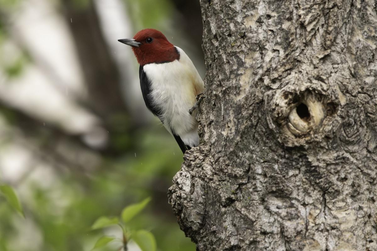 Red-headed Woodpecker - Cam Nikkel