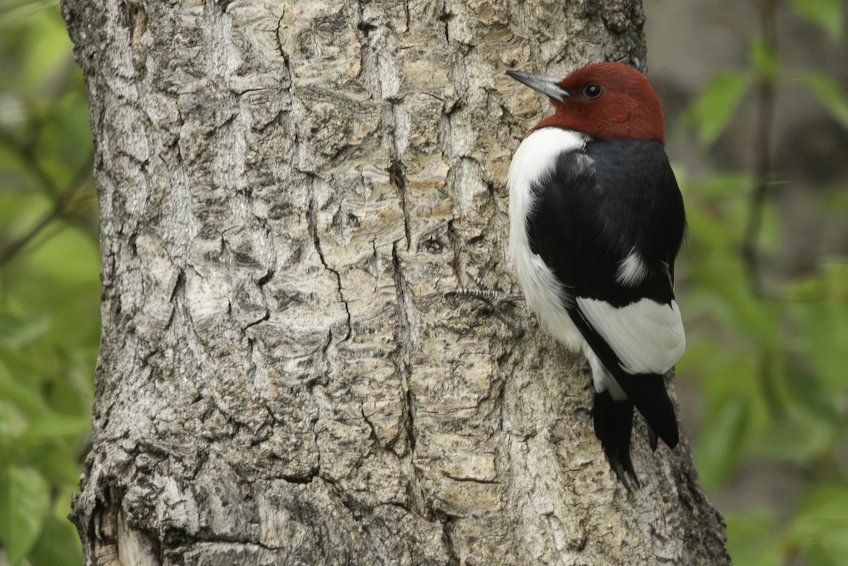 Red-headed Woodpecker - Cam Nikkel