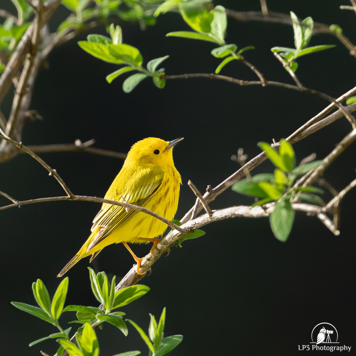 Yellow Warbler - Laurie Pocher