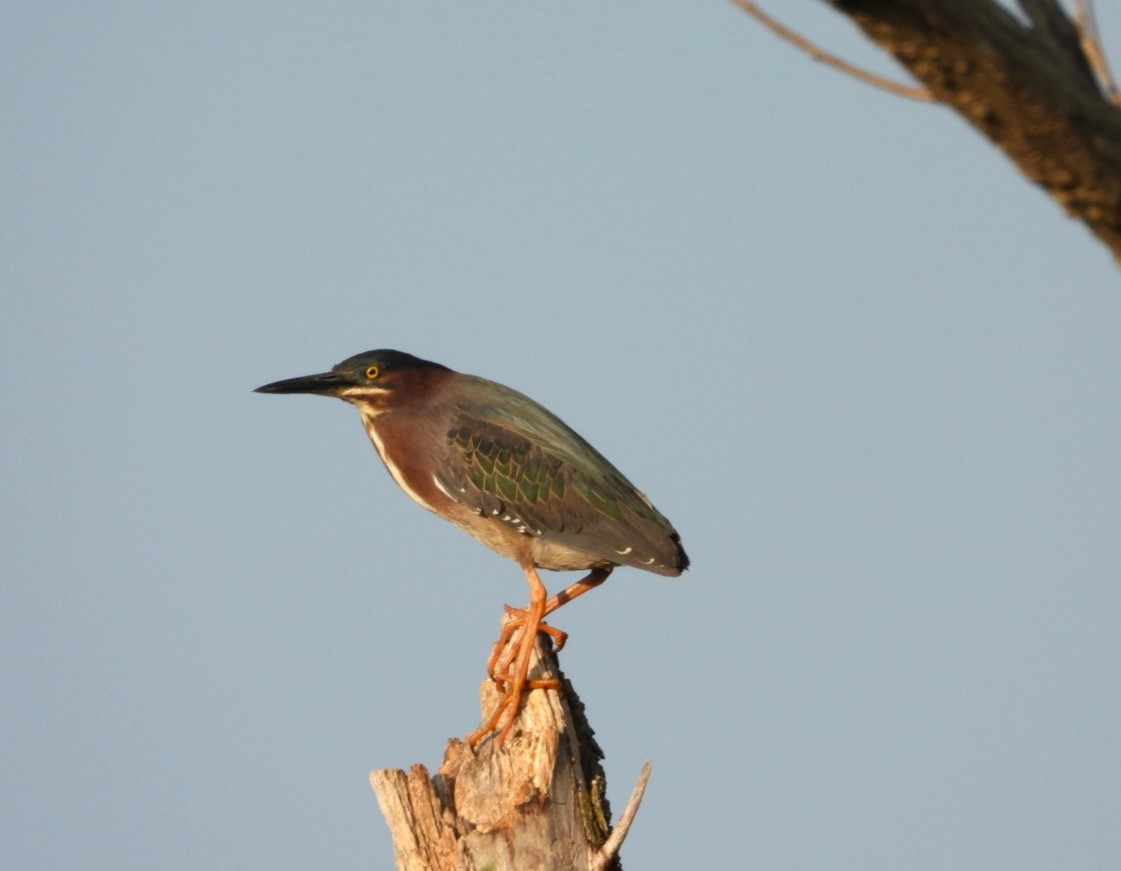 Green Heron - Terry Ansel