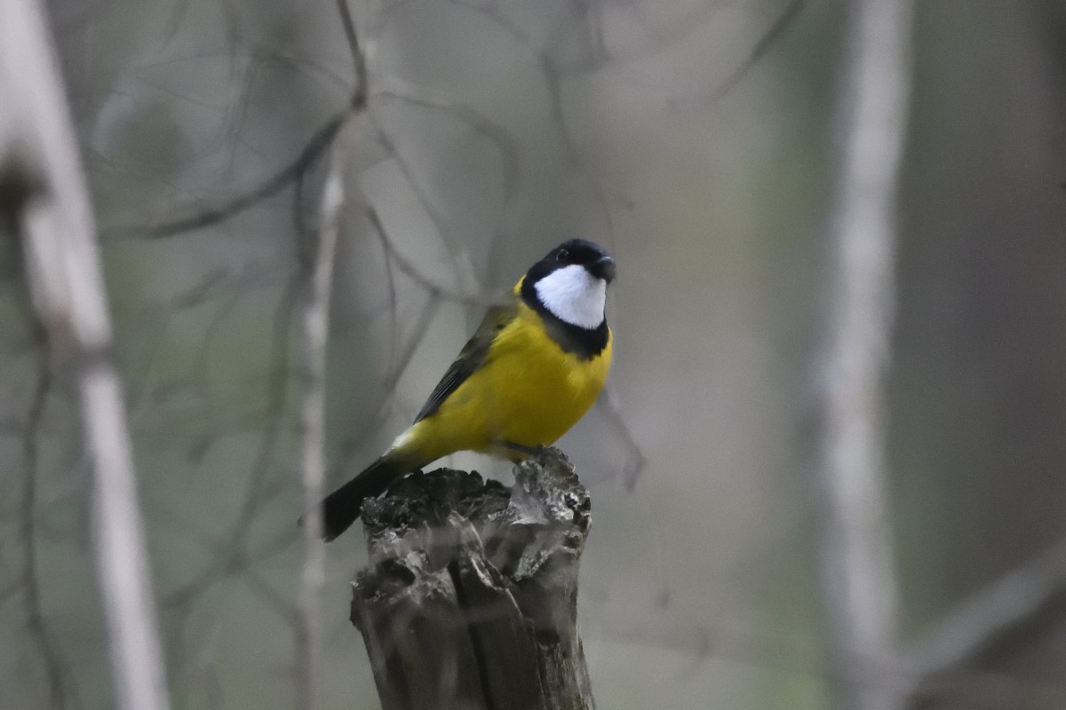 Golden Whistler (Eastern) - Anthony Katon