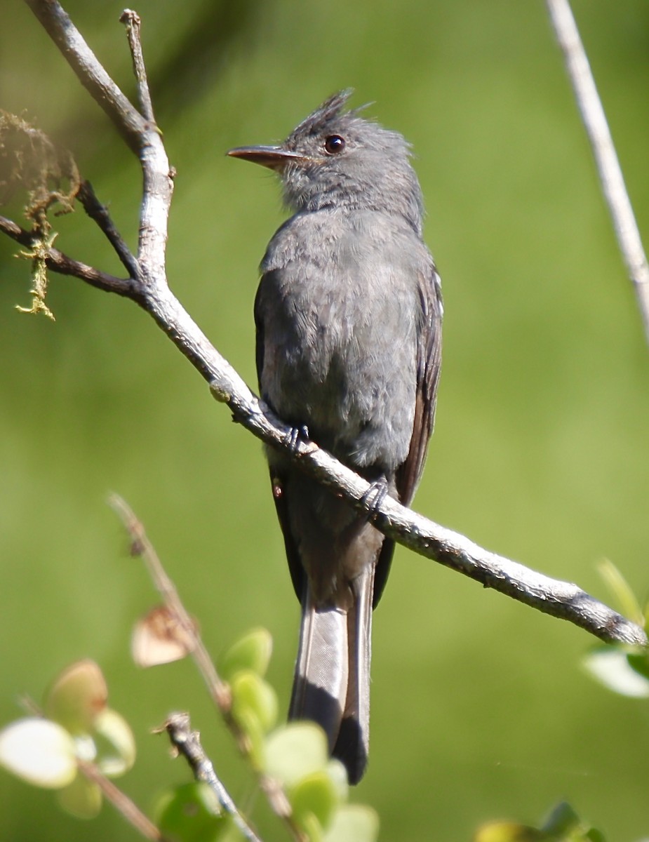 Smoke-colored Pewee - Francisco Jaramillo