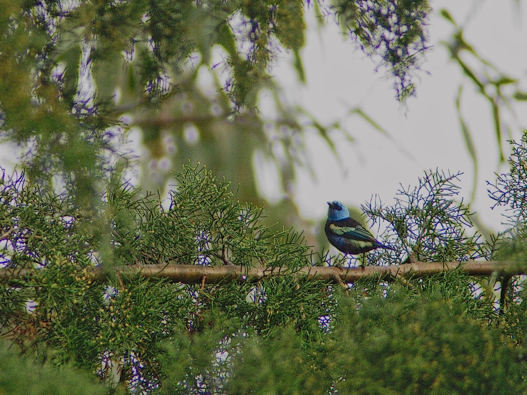 Blue-necked Tanager - carlos riaga