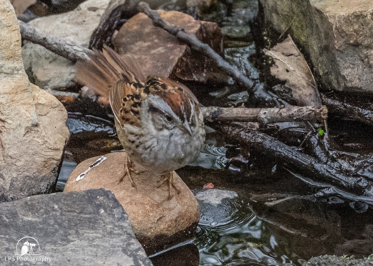 Swamp Sparrow - Laurie Pocher