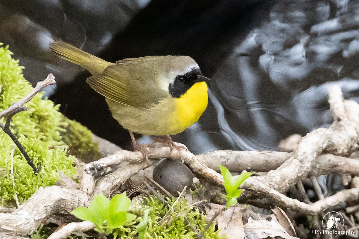 Common Yellowthroat - Laurie Pocher