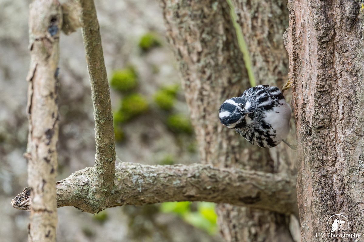 Black-and-white Warbler - Laurie Pocher